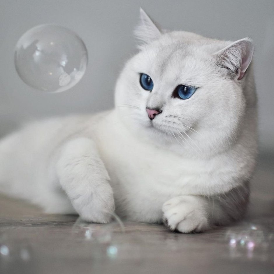 Кобби майну