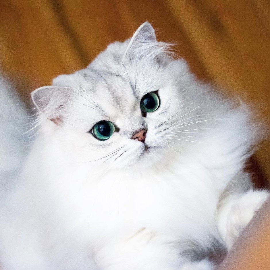 Британская длинношерстная шиншилла