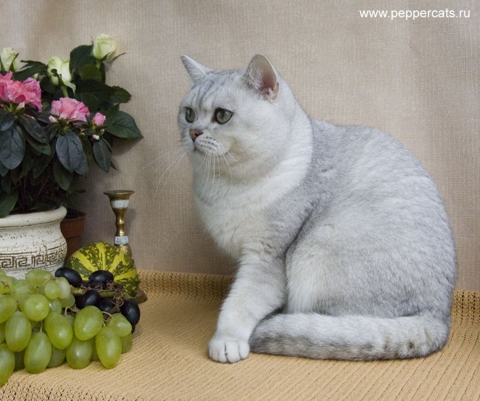 Шиншилла Британская голубая