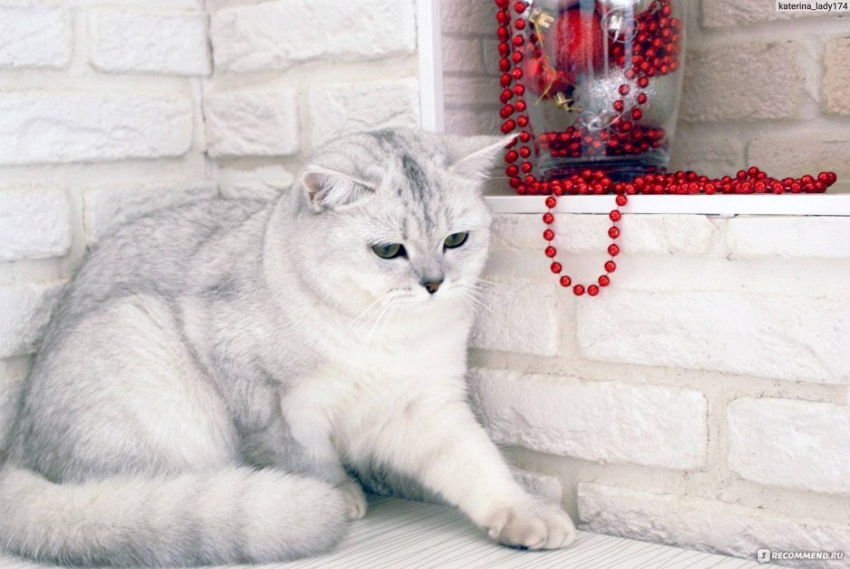 Мраморная шиншилла кошка