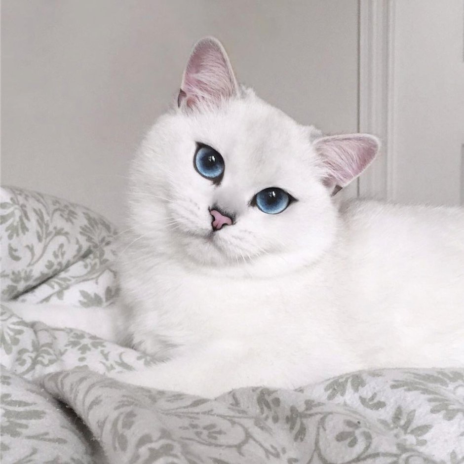 Шиншилла Пойнт Коби