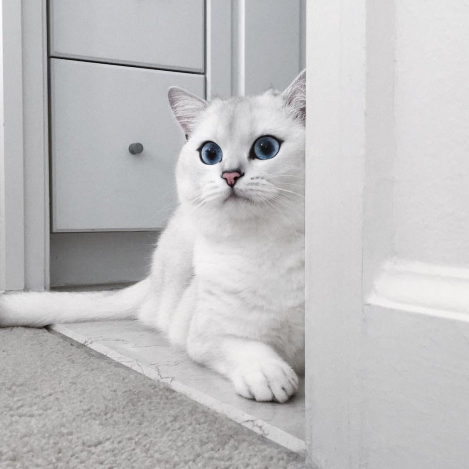 Белая Британская шиншилла Коби