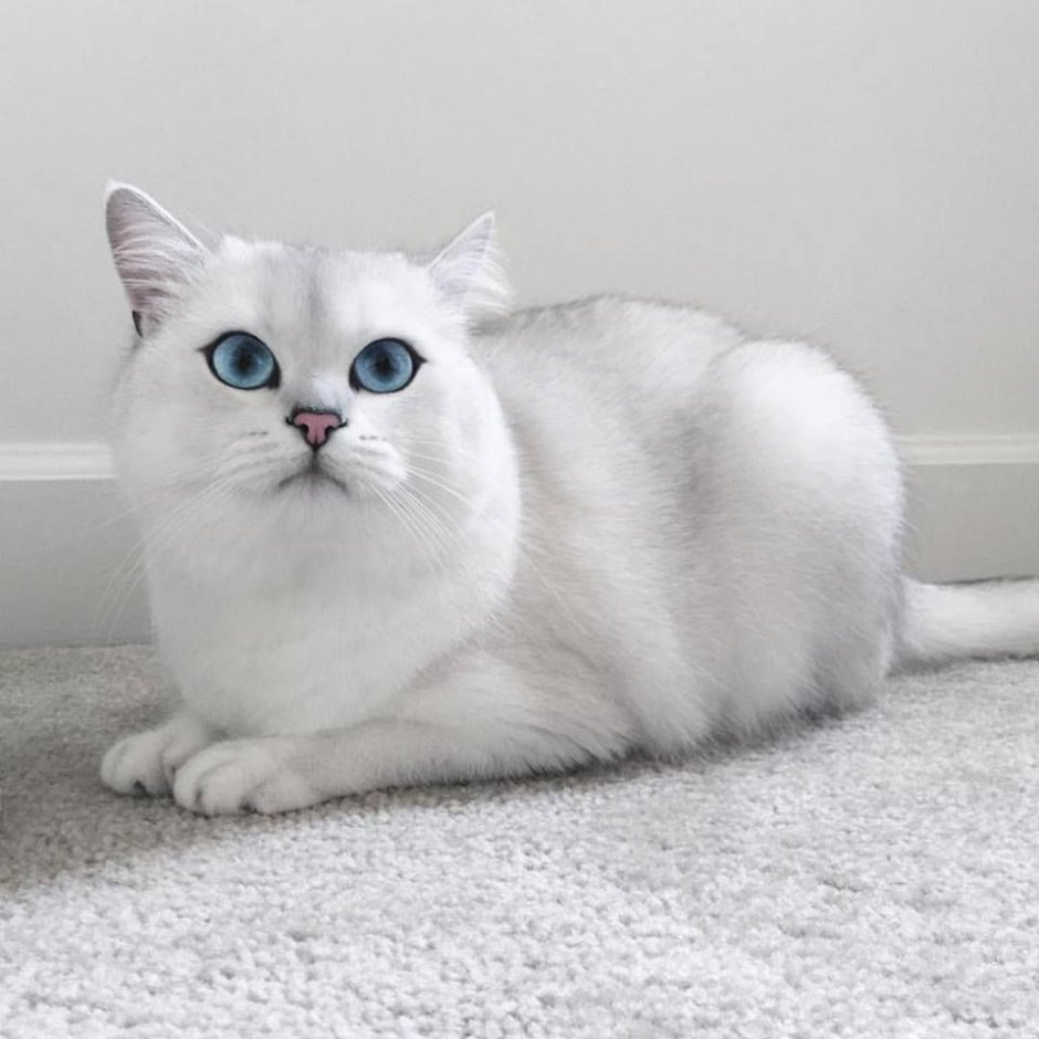 Британская шиншилла Коби