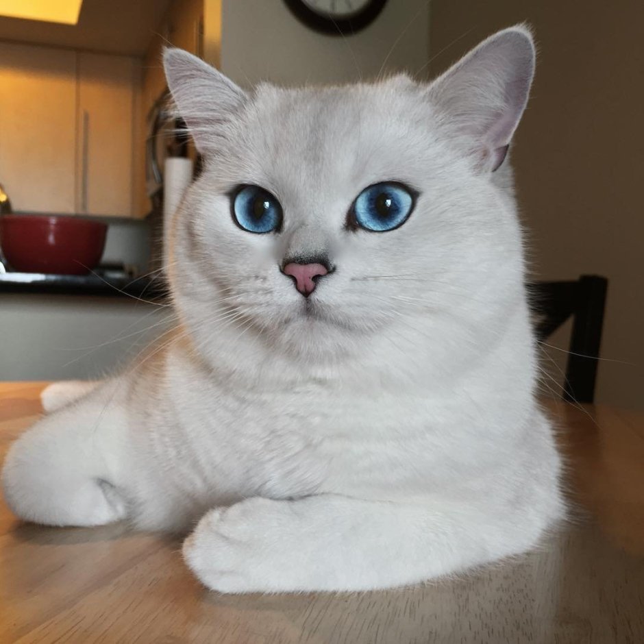 Британская шиншилла Коби