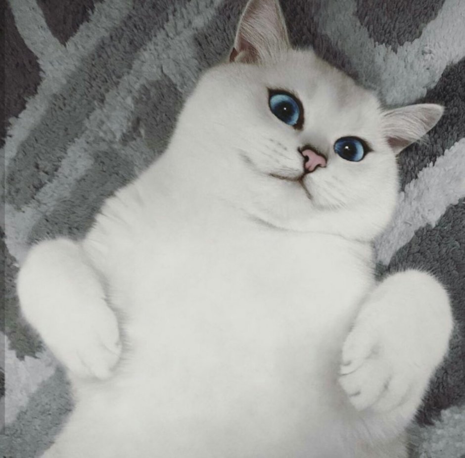 Белая Британская шиншилла Коби