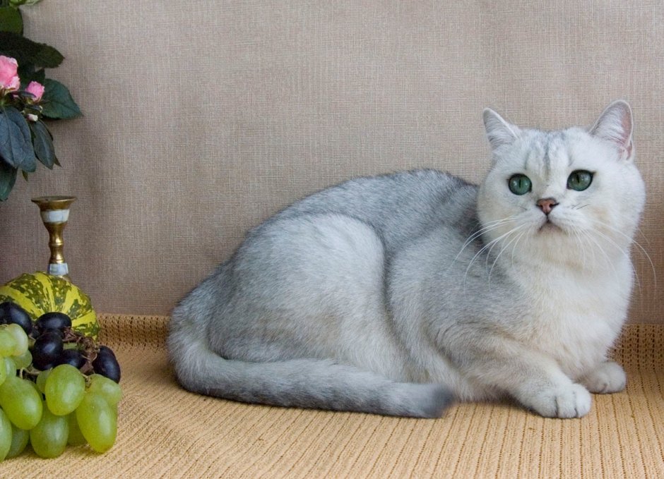 Шотландская короткошерстная шиншилла