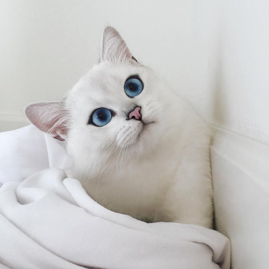 Британская шиншилла Коби