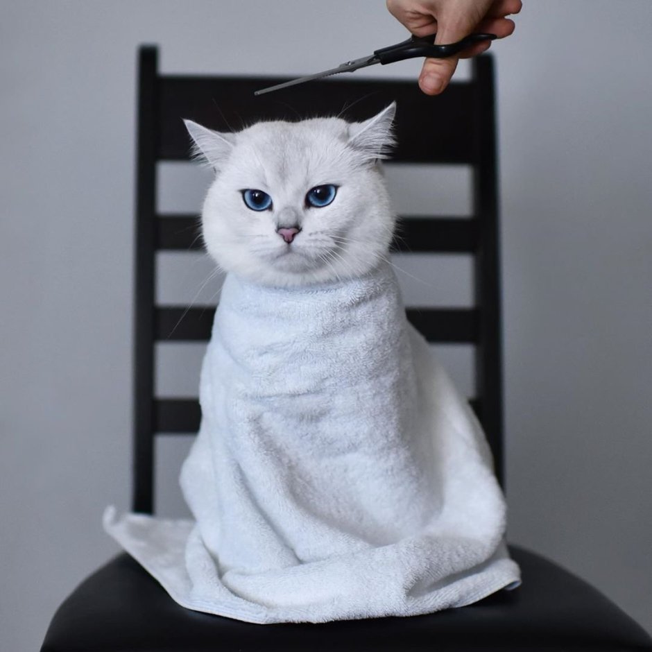 Белая кошка Инстаграм