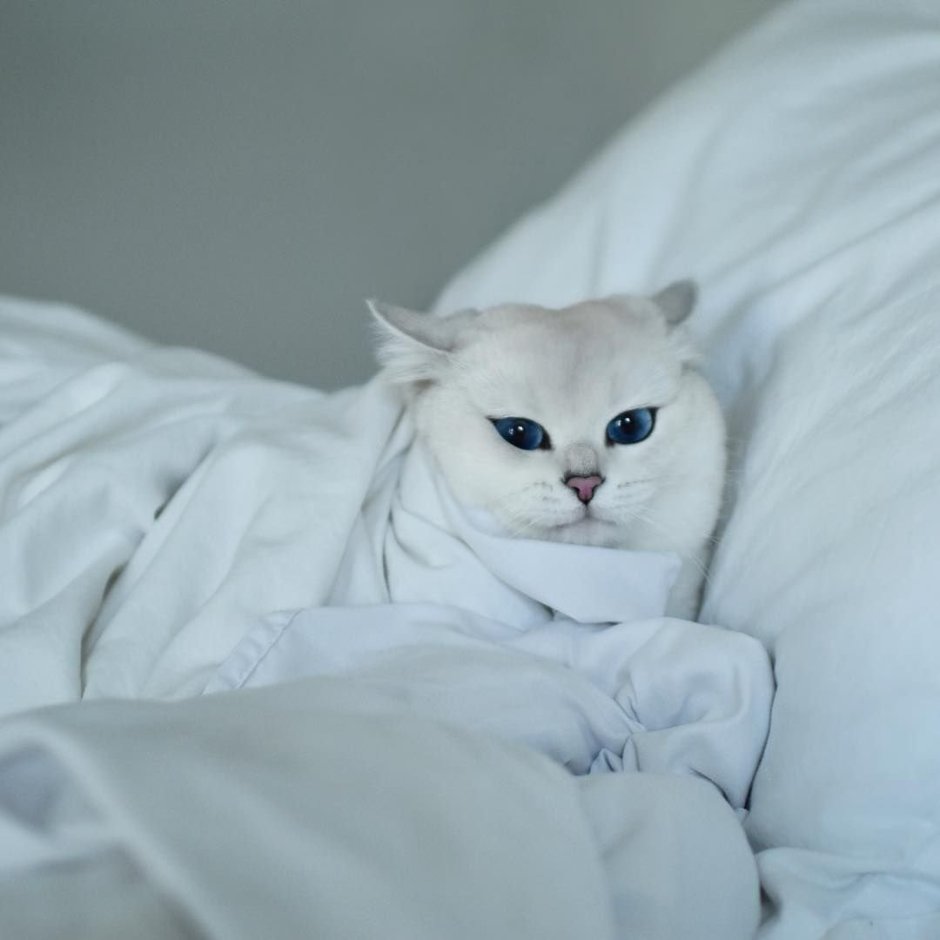 Кошка шиншилла Коби