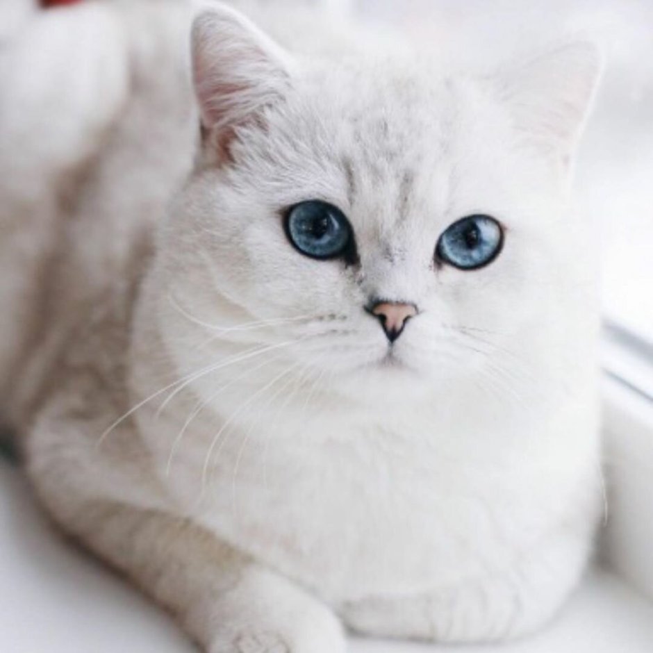 Британская шиншилла белая