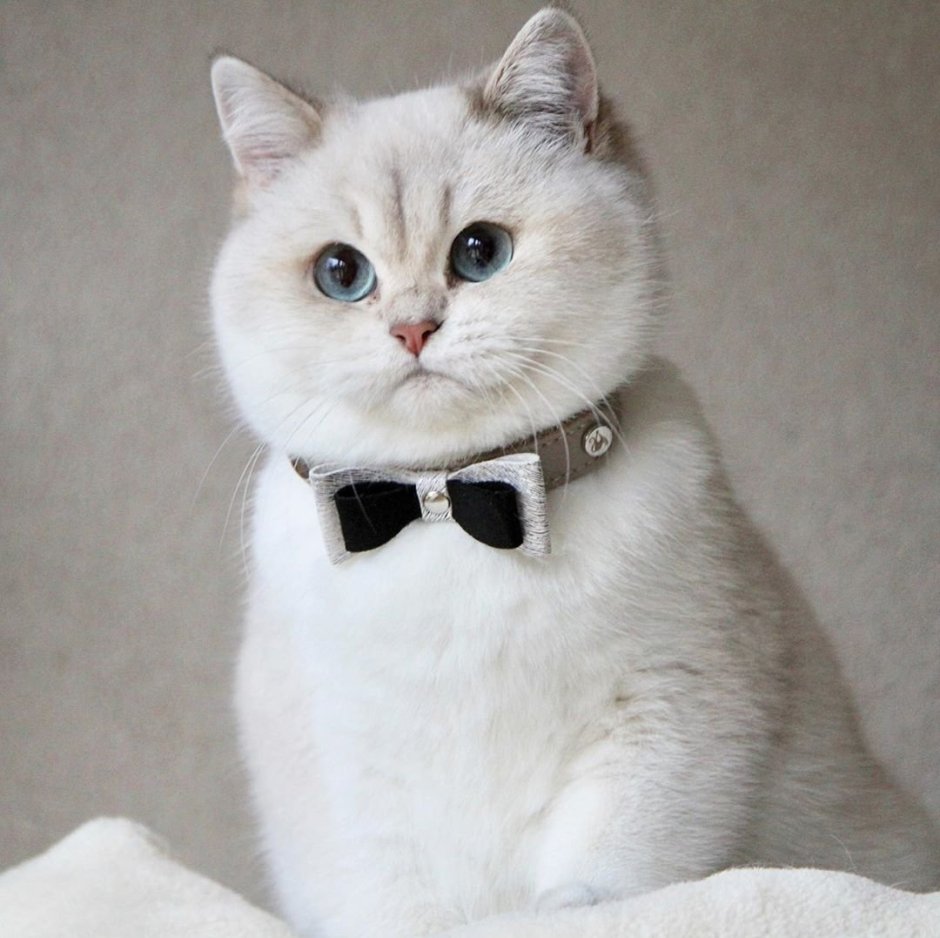 Британская короткошёрстная шиншилла