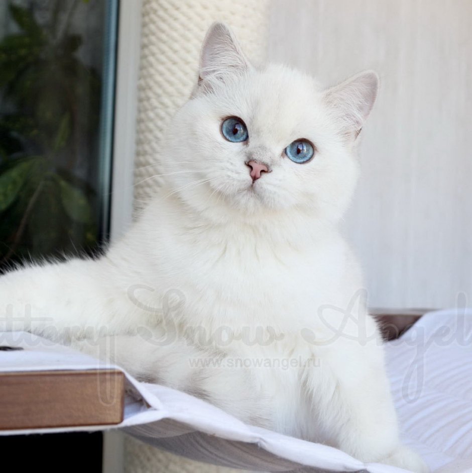 Британская шиншилла белая