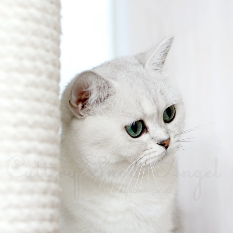 Британская шиншилла белая