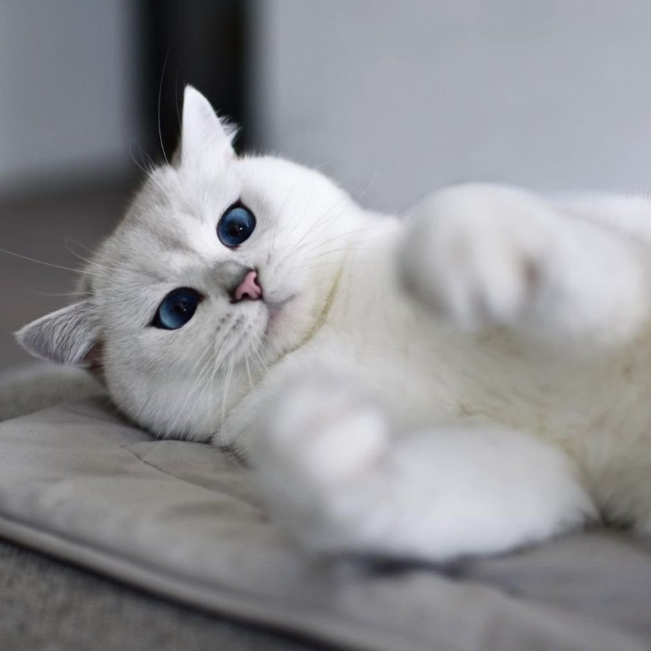 Коби котята маленькие