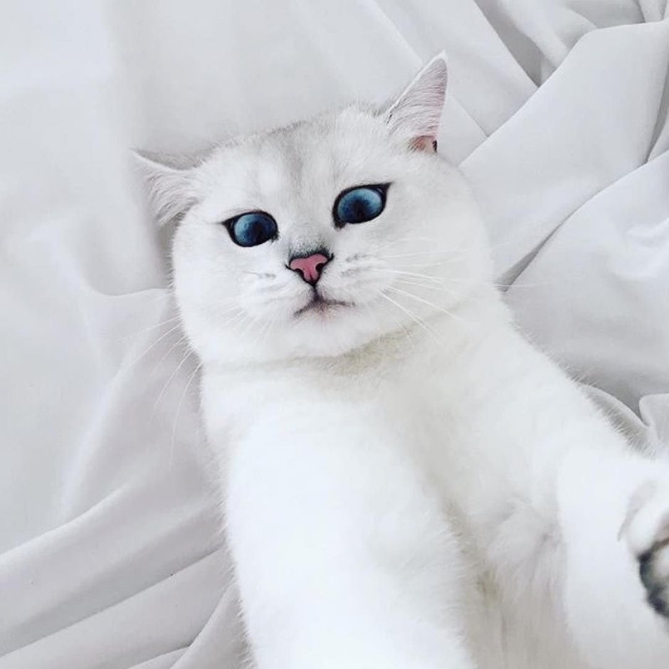 Белая шиншилла кот