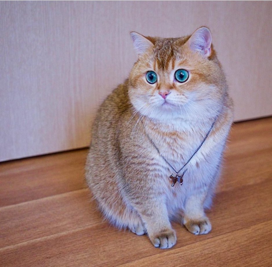 Британская шиншилла Золотая тикированная