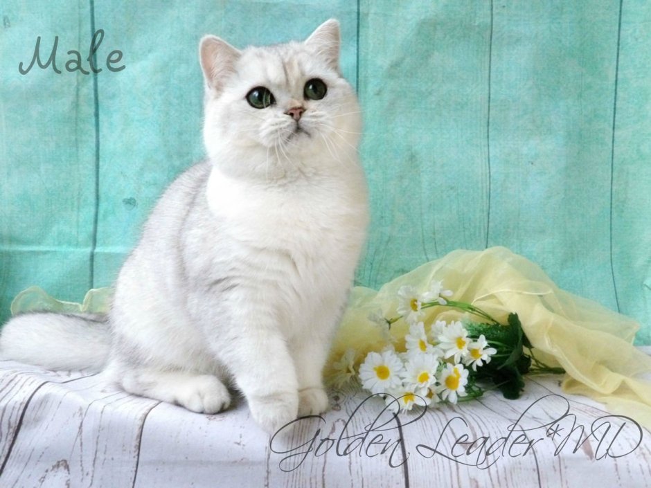 Британская шиншилла серебристая затушеванная