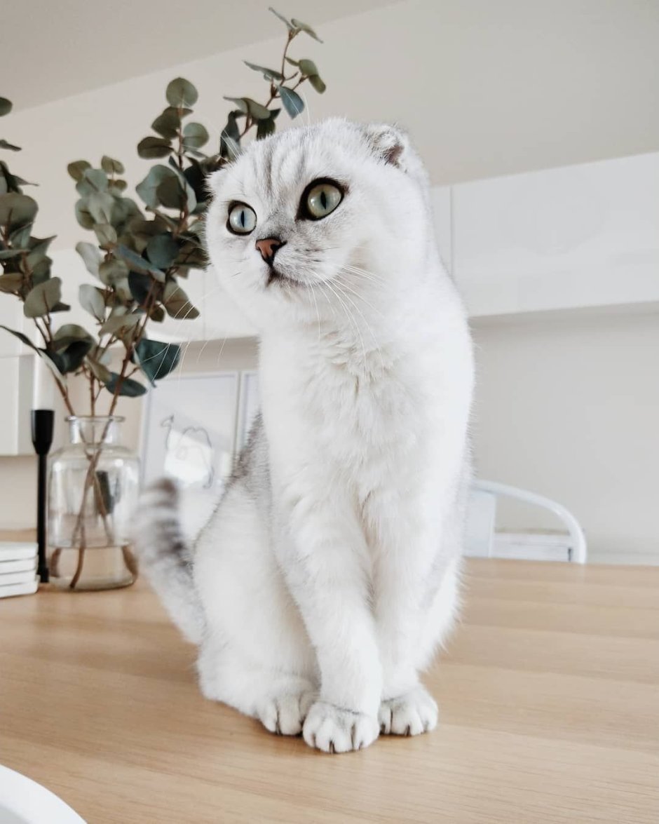 Бурмилла Шотландская