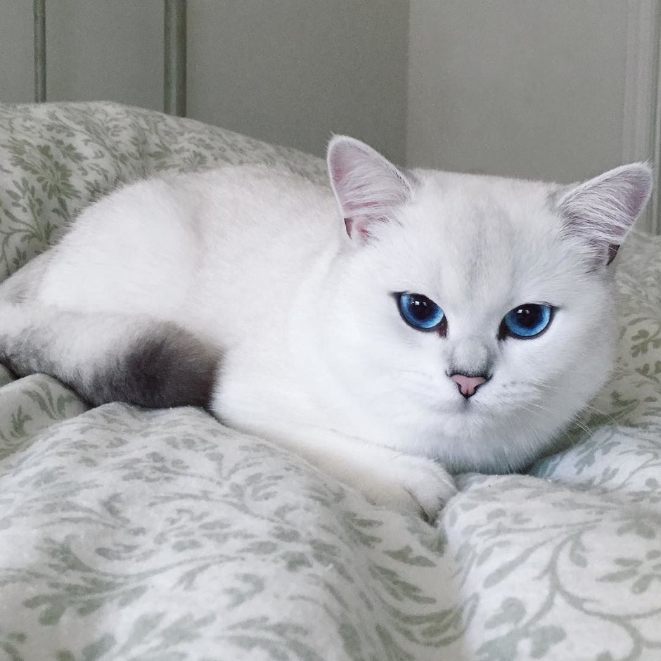 Киса кисуня