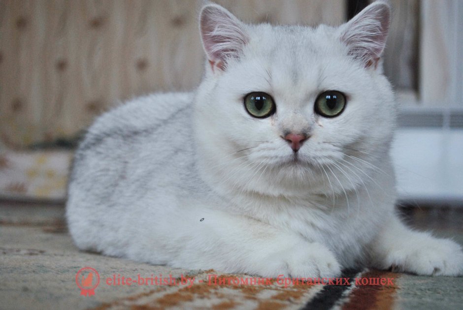 Кенок серебристый шиншила