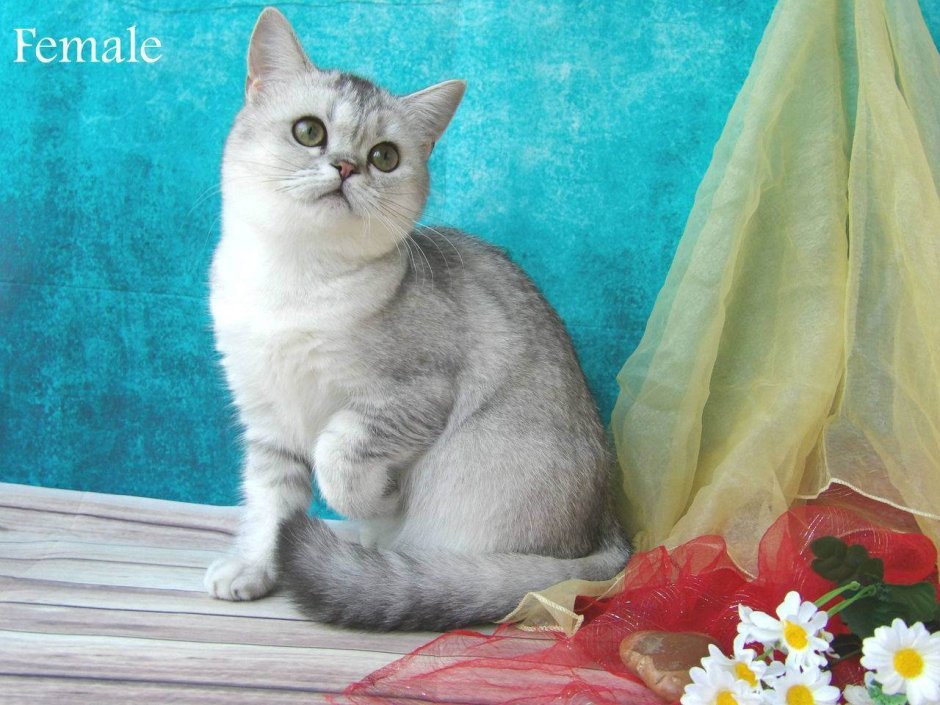 Шотландская прямоухая шиншилла серебристая