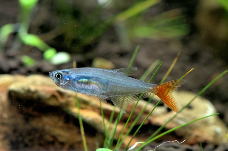 Prionobrama filigera