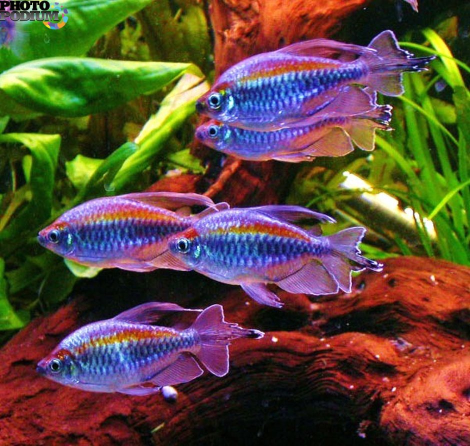 Конго Королевский (тетра Радужная)