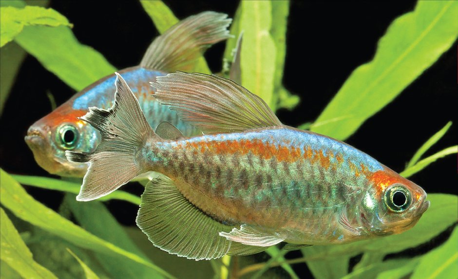 Тетра Конго рыбка