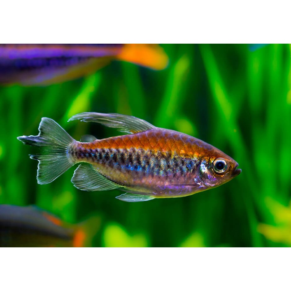 Конго Королевский (тетра Радужная)