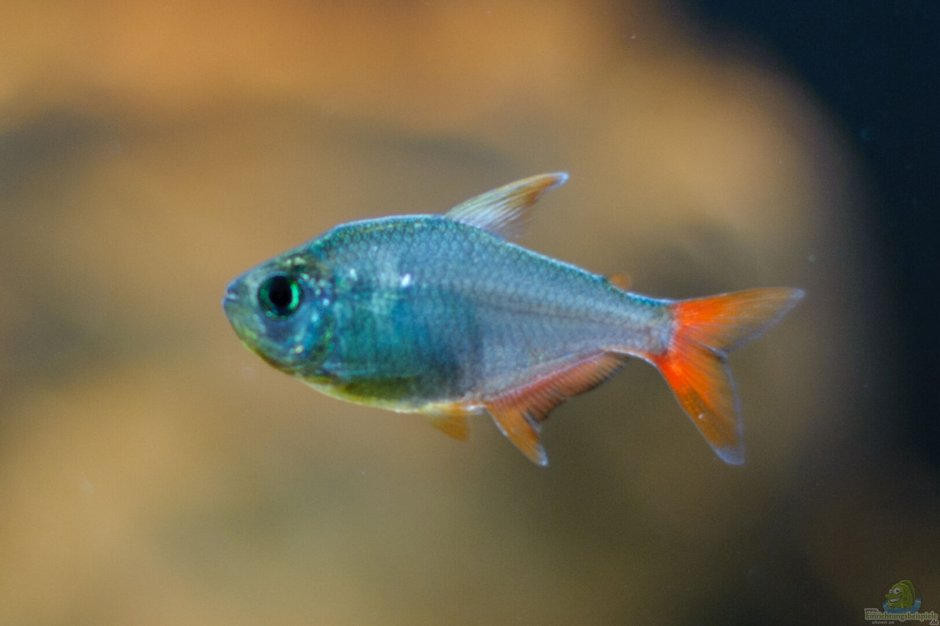 Hyphessobrycon columbianus