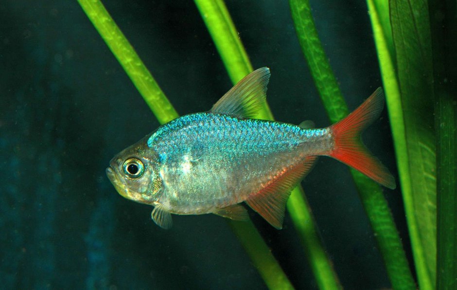 Hyphessobrycon columbianus