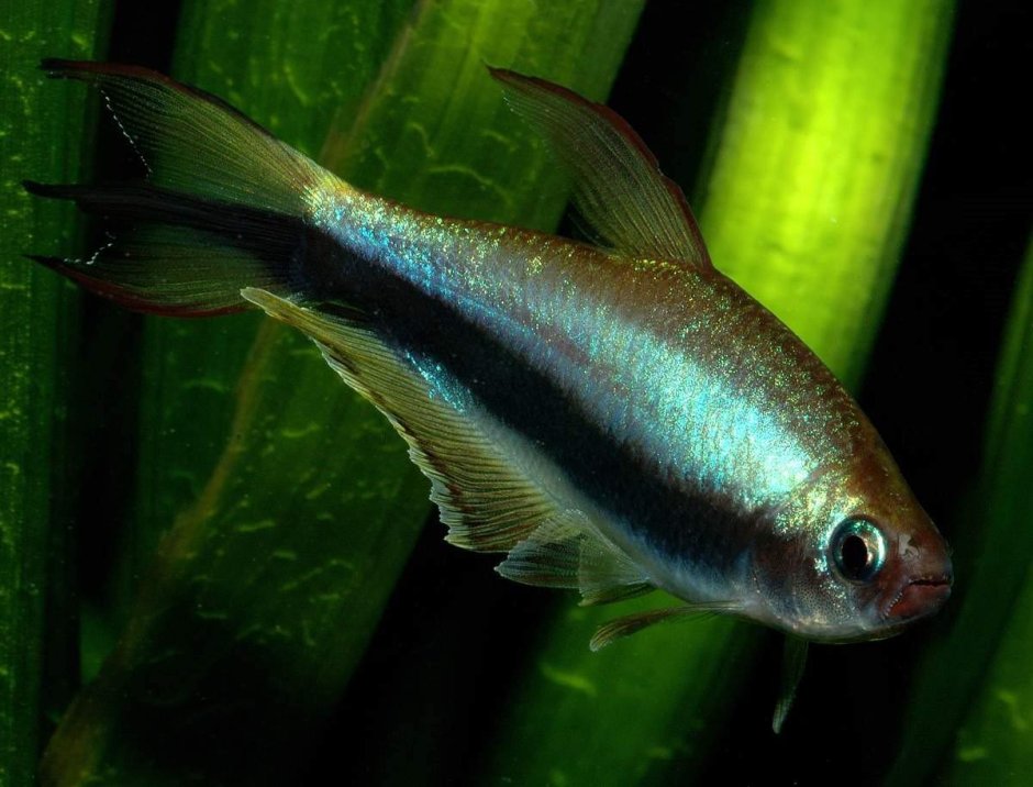 Тетра Королевская рыбка аквариумная