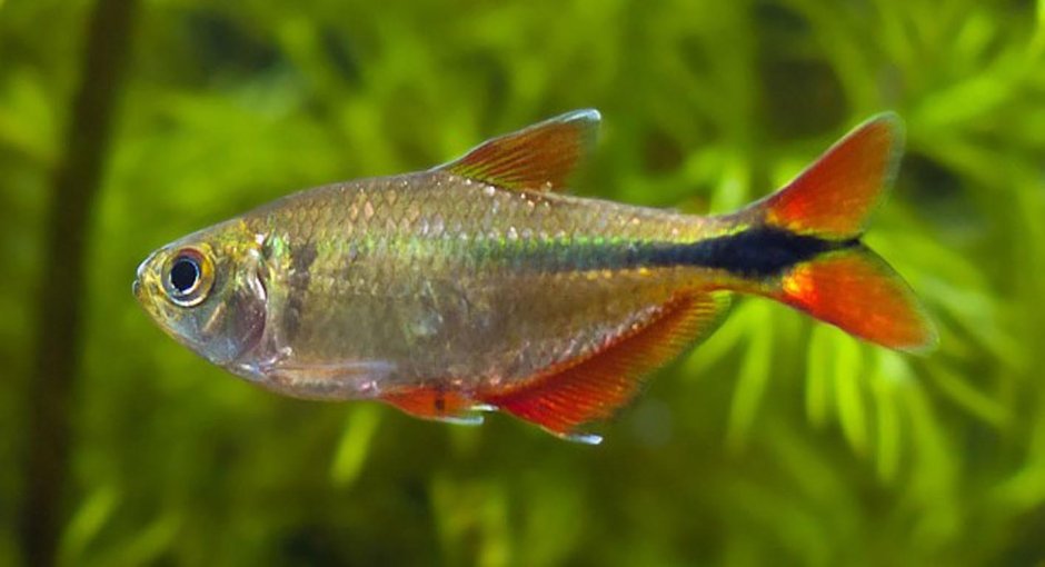 Тетра ромбовидная альбинос