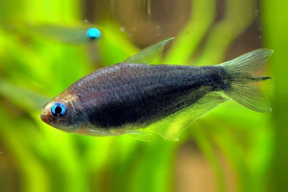 Рыбка тетра Пальмери