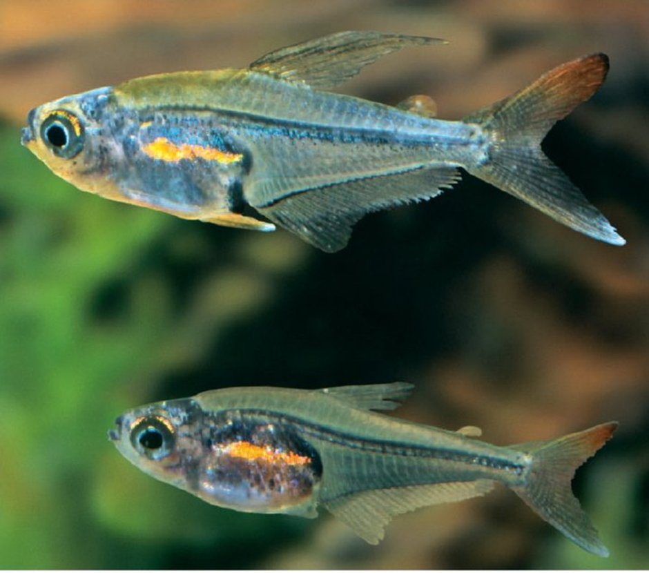 Стеклянная краснохвостая тетра