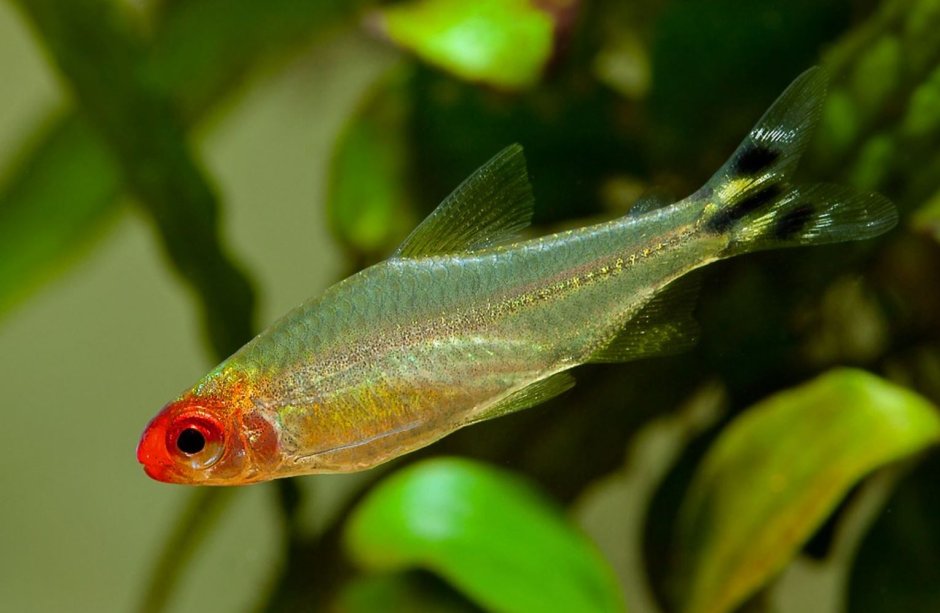 Расбора красноносая