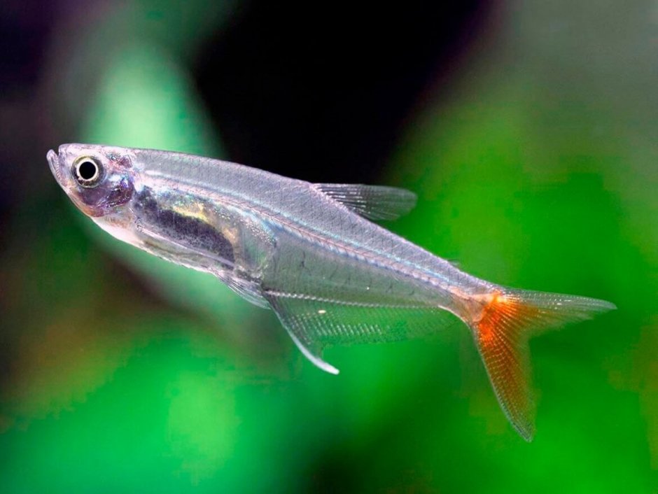 Стекловидная тетра