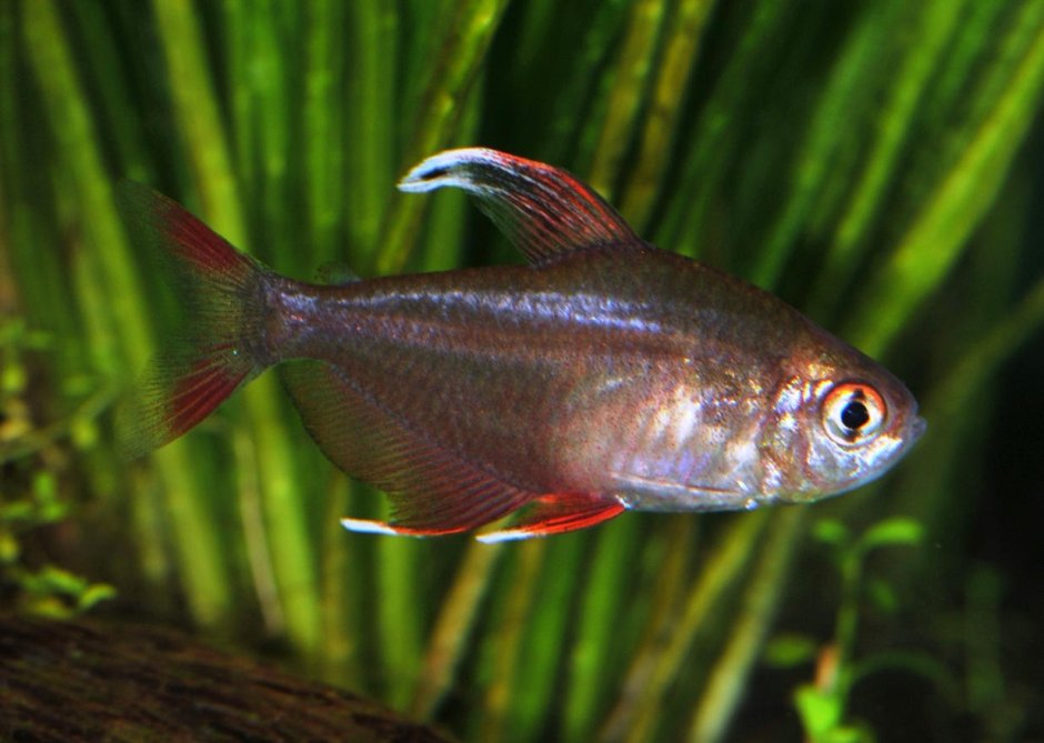 Тетра орнатус аквариумные рыбки
