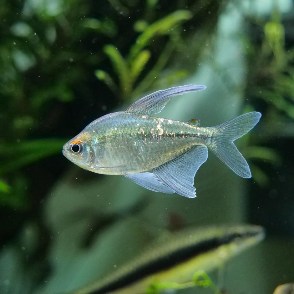 Тетра Бриллиантовая (Moenkhausia pittieri) s