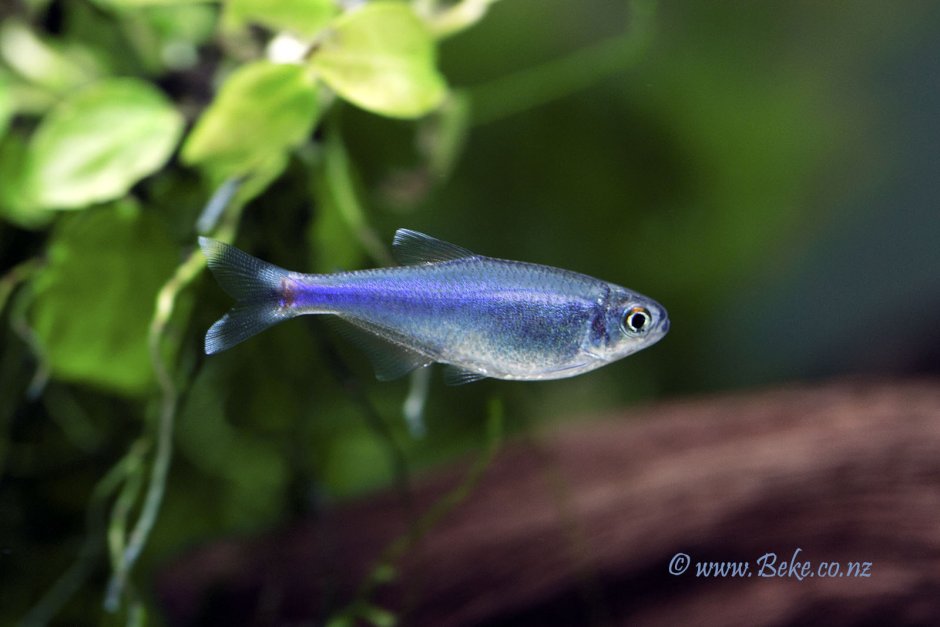 Тетра Боелка голубая