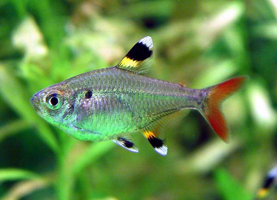 Тетра Пристелла