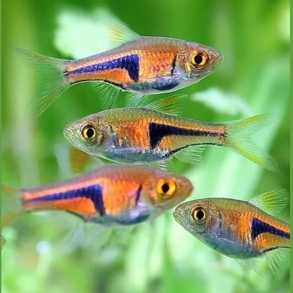 Расбора Бригитта