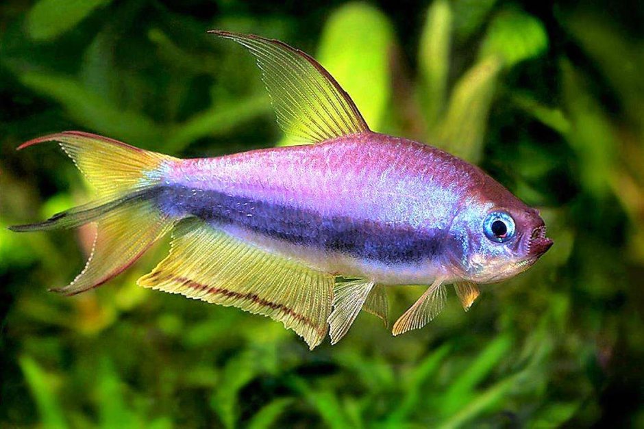 Императорская тетра Пальмери