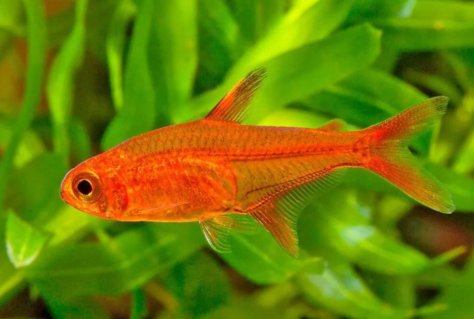 Тетра Аманда рыбка аквариумная