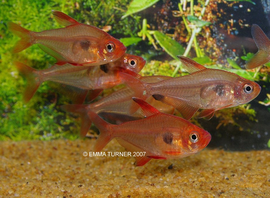 Орнатус рыбка аквариумная