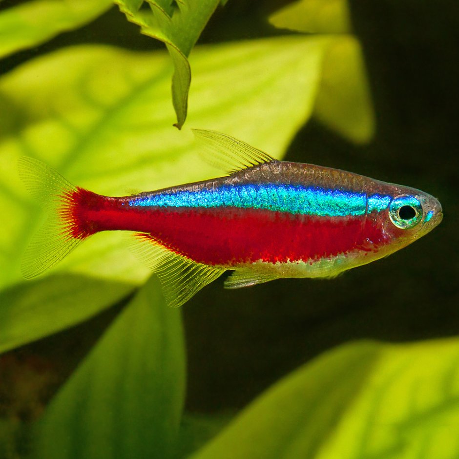 Неон красный рыбка