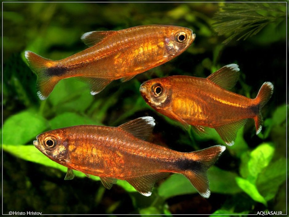 Тетра медная хасемания