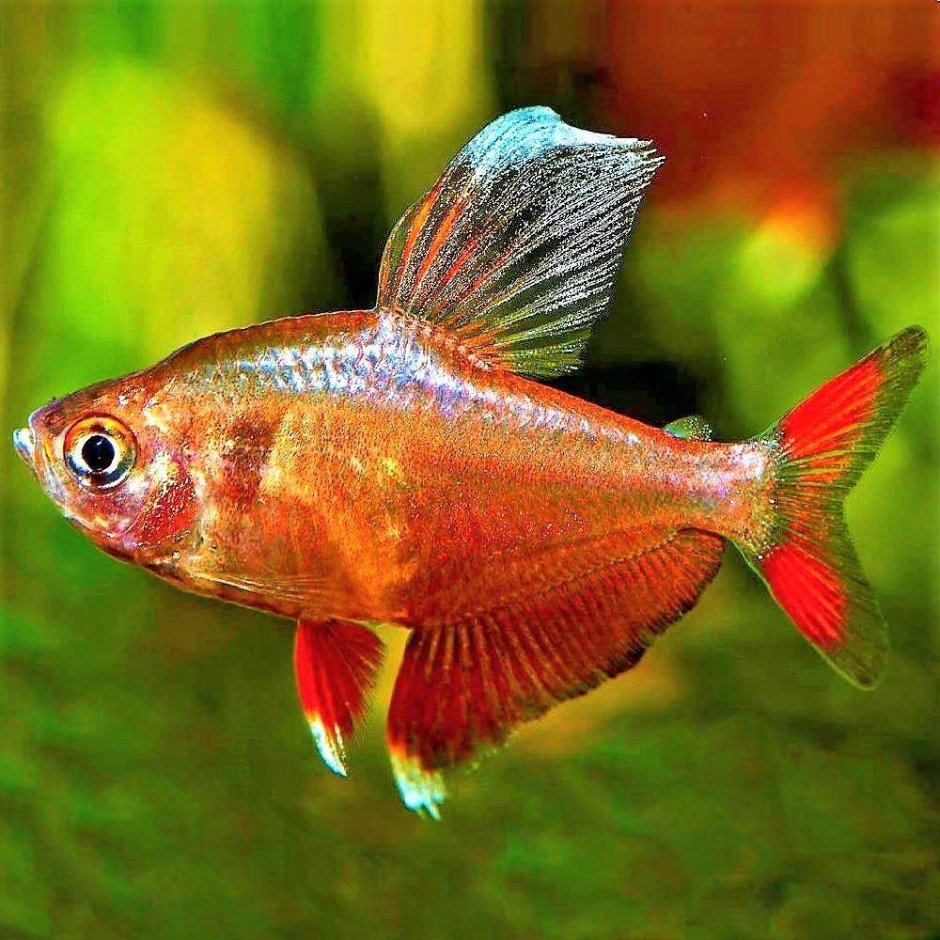 Орнатус обыкновенный