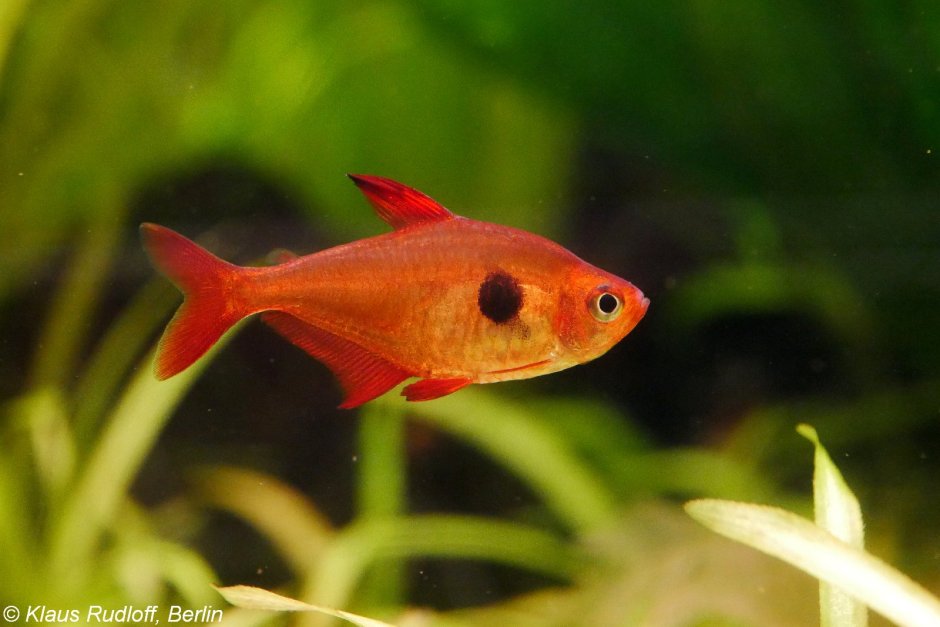 Аквариумные рыбки тетры все виды