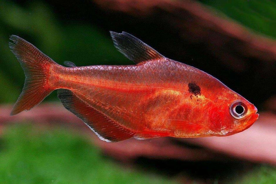 Серпас вуалевый тетра